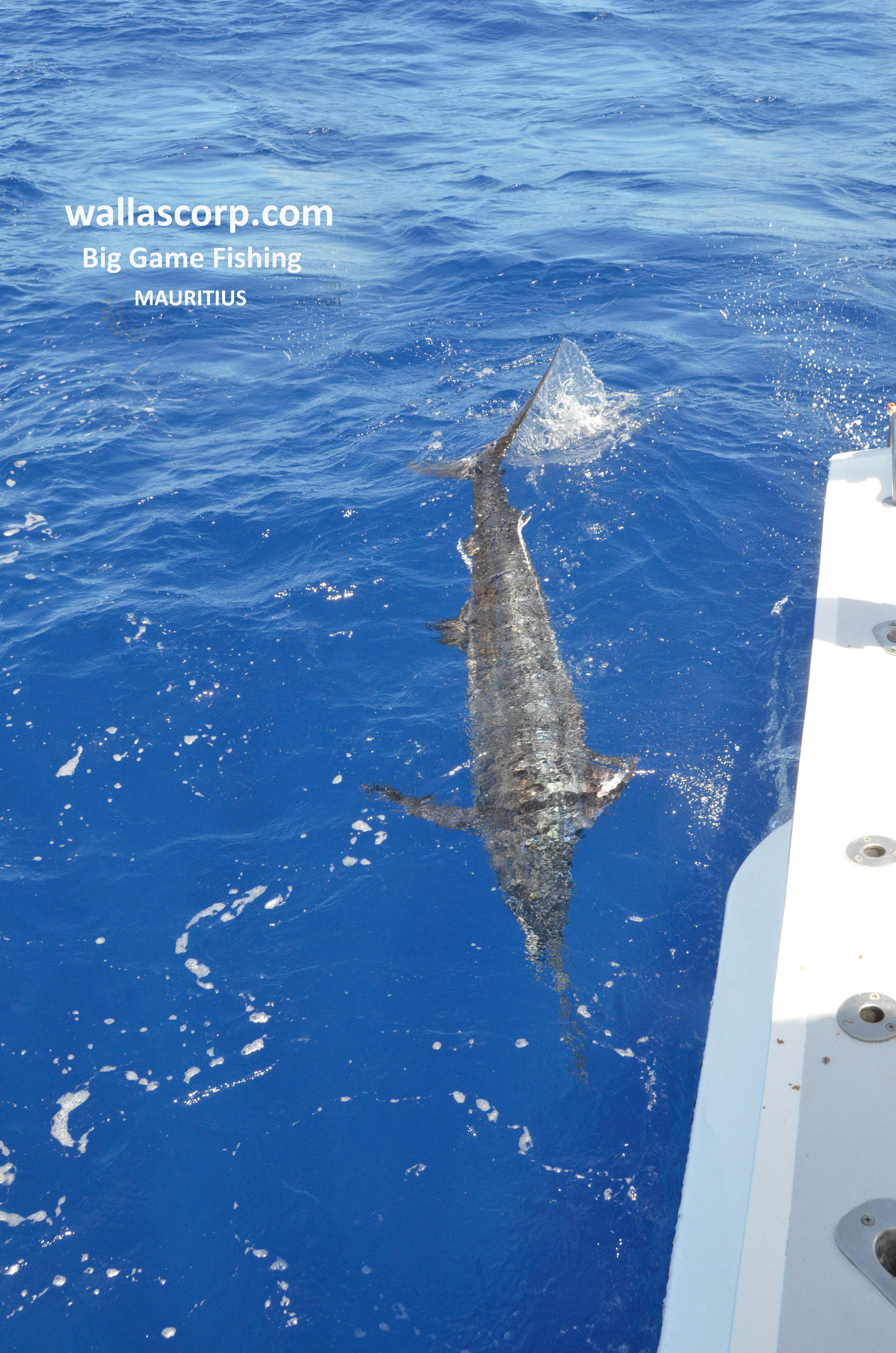 Blue marlin photographed during a fishing trip
