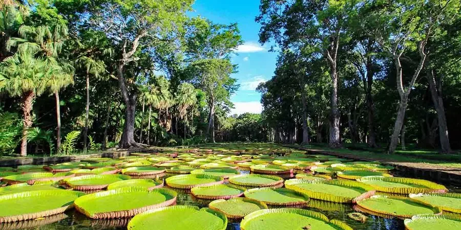 Riesenseerosen zwischen tropischen Bäumen im Botanischen Garten Pamplemousses