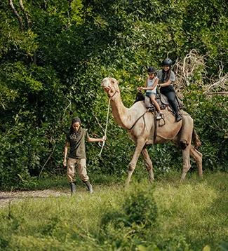 Besucher reiten ein Kamel mit Betreuer im Casela Nature Parks auf Mauritius.