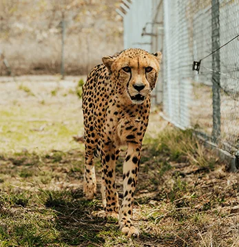 Ein Gepard in seinem Gehege im Casela Nature Parks auf Mauritius.