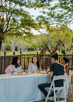 Gäste an einem Esstisch nahe Giraffen im Casela Nature Parks auf Mauritius.