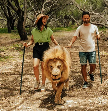 Besucher und Betreuer gehen neben einem Löwen im Casela Nature Parks auf Mauritius.