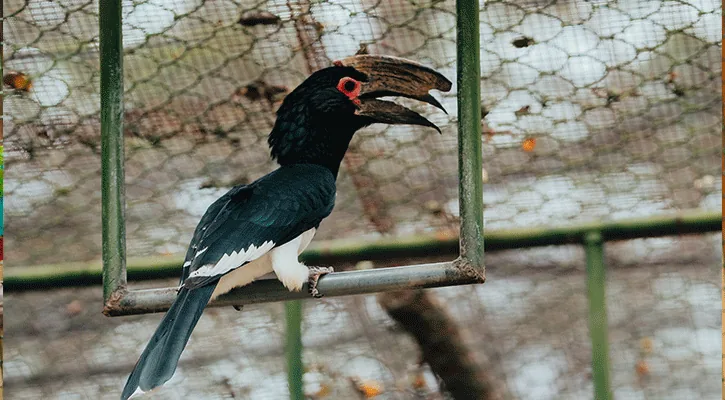 Ein Nashornvogel in einer Voliere im Casela Nature Parks auf Mauritius.