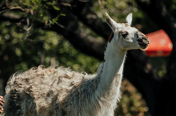 Ein Lama im Casela Nature Parks auf Mauritius.