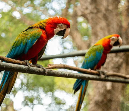 Bunte Aras auf einem Ast im Casela Nature Parks auf Mauritius.