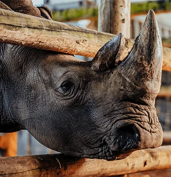 Nahaufnahme eines Nashorns im Casela Nature Parks auf Mauritius.