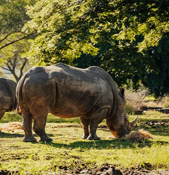Ein Nashorn unter Bäumen im Casela Nature Parks auf Mauritius.