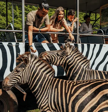Zebras neben Besuchern in einem Safarifahrzeug im Casela Nature Parks auf Mauritius.