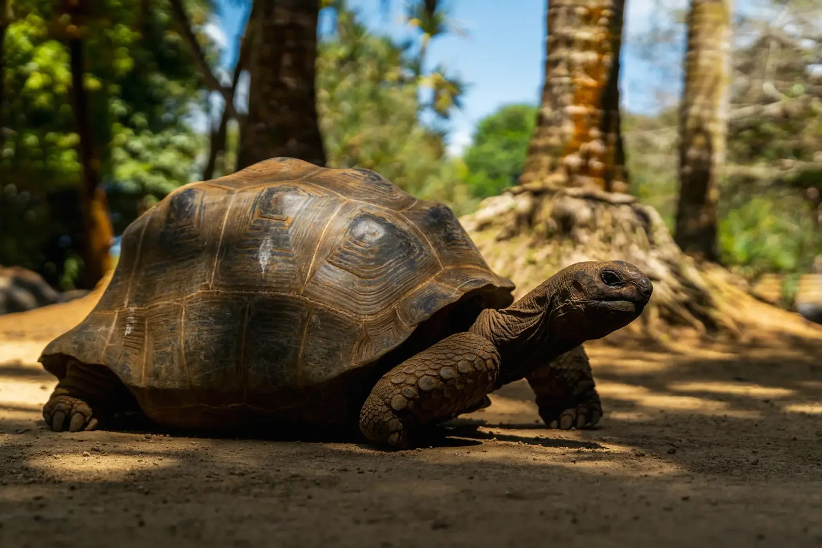 Eine Aldabra-Riesenschildkröte auf einem schattigen Weg im La Vanille Nature Park auf Mauritius.