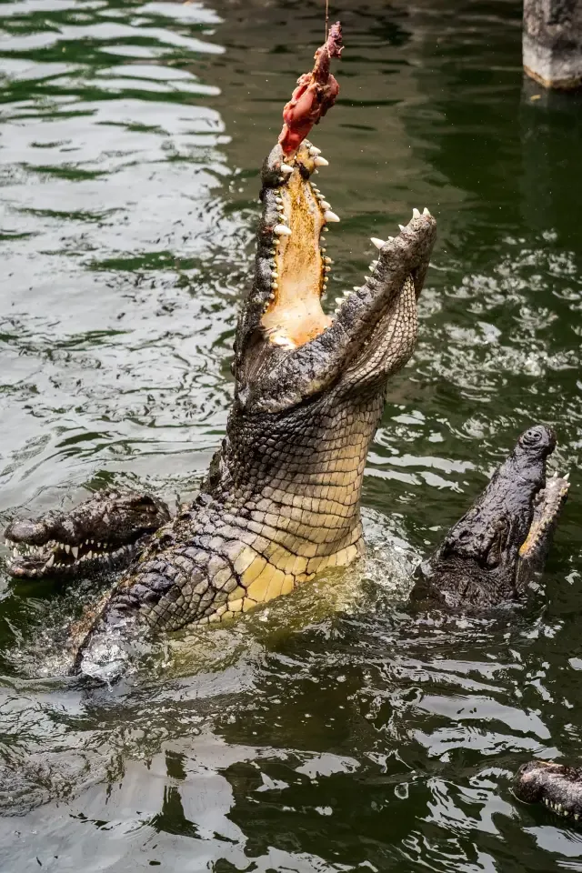 Ein Krokodil schnappt bei einer Fütterung im La Vanille Nature Park auf Mauritius nach Futter.
