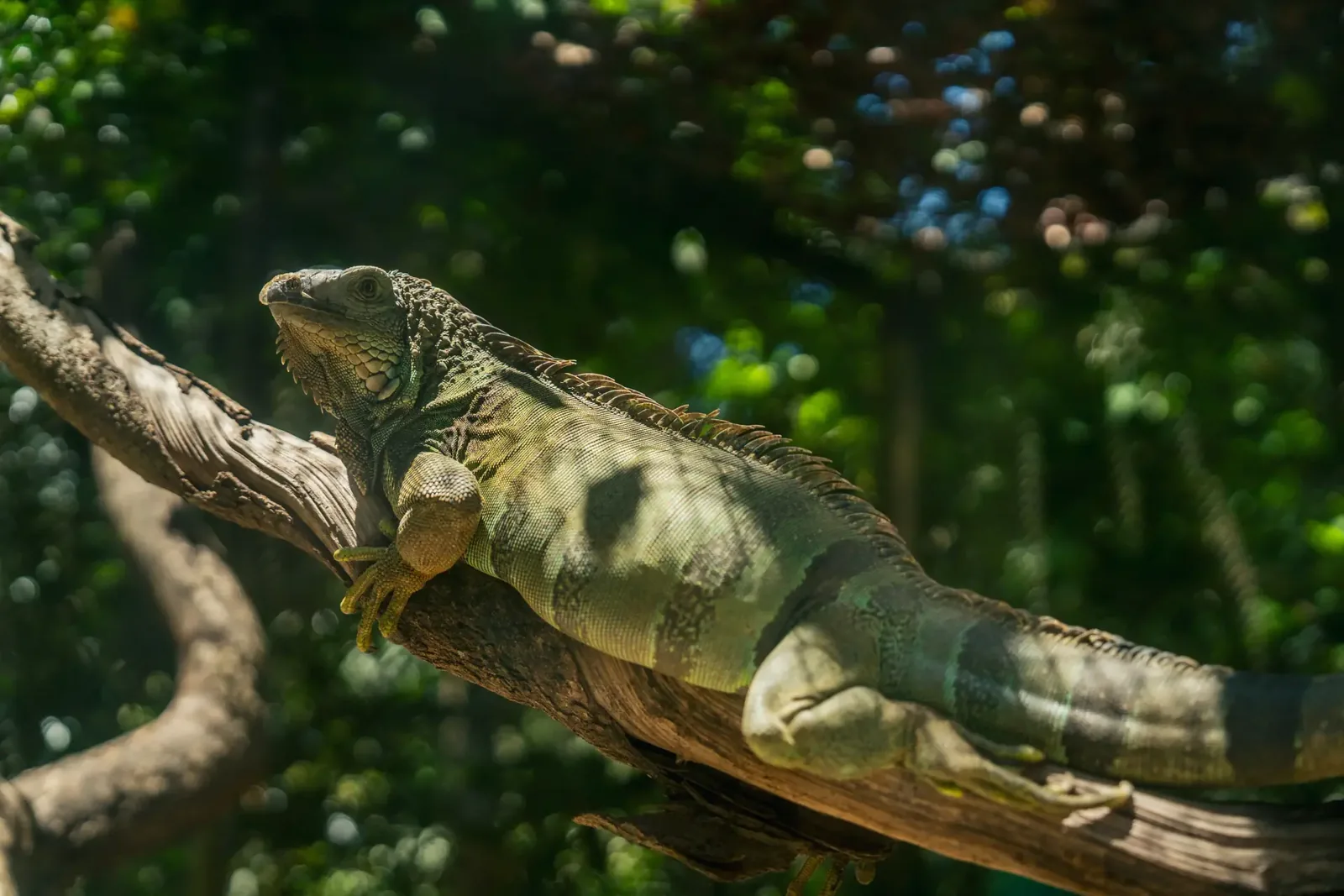 Ein Leguan auf einem Ast im La Vanille Nature Park auf Mauritius.
