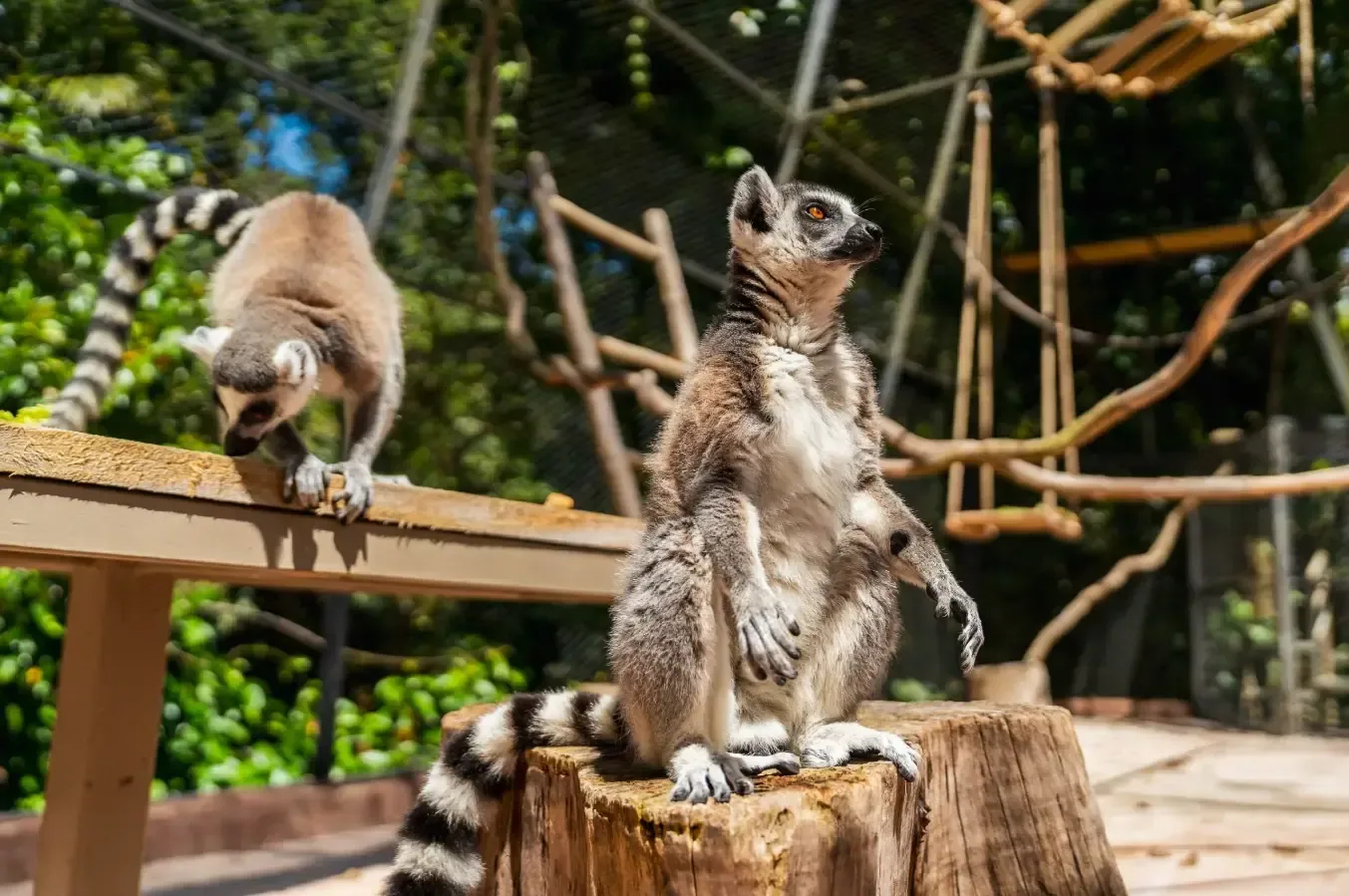 Kattas auf einer Holzplattform im La Vanille Nature Park auf Mauritius.