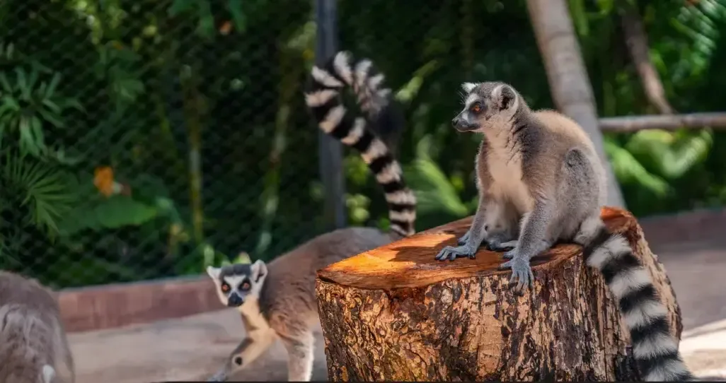 Kattas neben einem Baumstumpf im La Vanille Nature Park auf Mauritius.